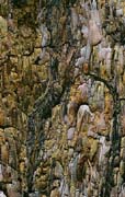 P2889_baumrinde_kiefer