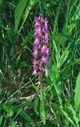 P2947_orchidee