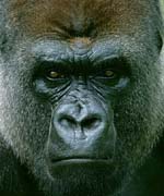 P2974_gorilla