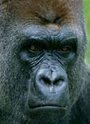 P2988_gorilla