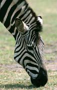 P2995_zebra