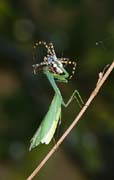 P3026_gottesanbeterin_frisst_argiope