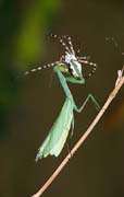 P3033_gottesanbeterin_frisst_argiope